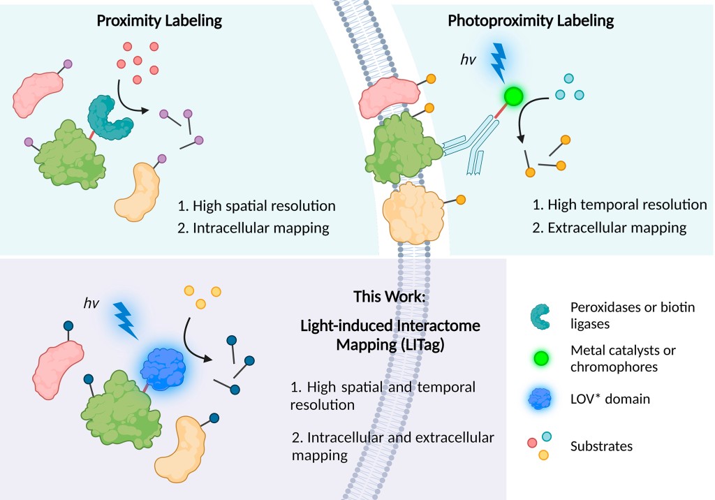 LOV thy neighbor: Mapping protein interactomes by genetically encodable photoproximity labeling